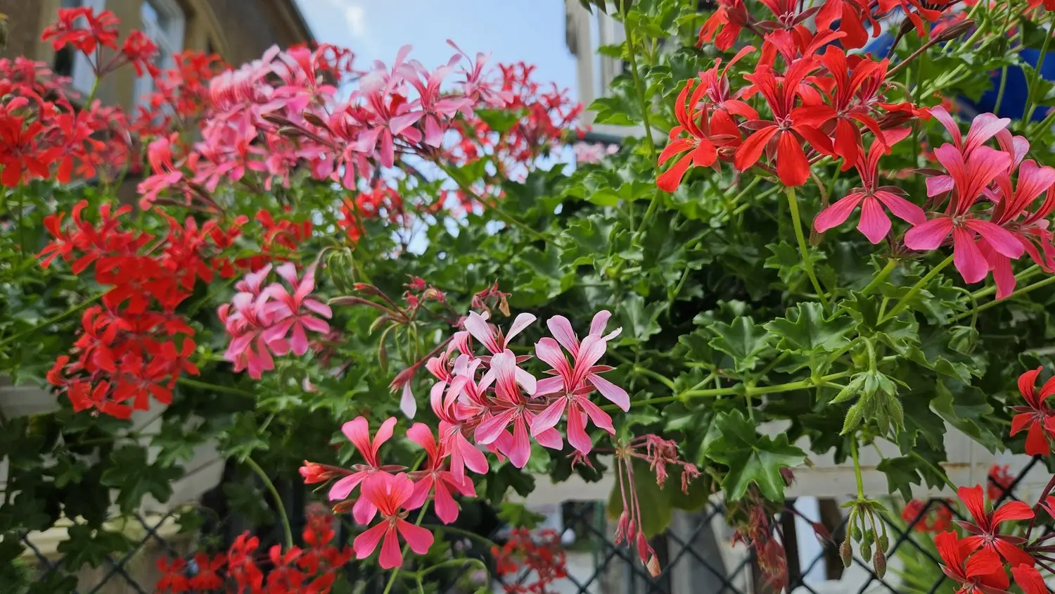 Najnowsze odmiany pelargonii na balkon i taras